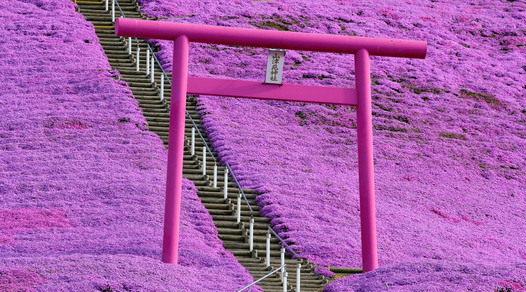 CUNG ĐƯỜNG VÀNG NHỮNG MÙA HOA (OSAKA - TOKYO) VJ TN